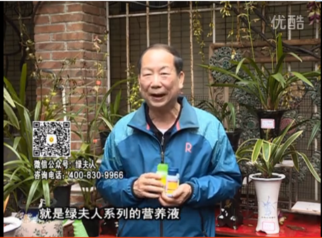 20160328珠江台摇钱树：兰花养护用绿夫人补营养壮长势