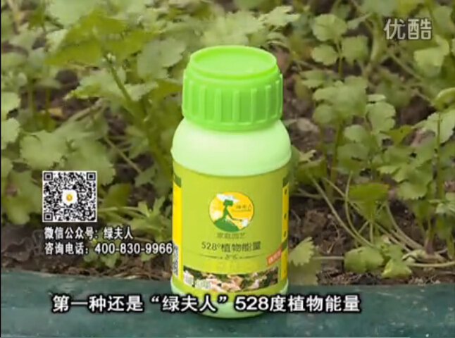 20160502珠江台摇钱树：家庭小院种蔬菜，用绿夫人营养液长势好