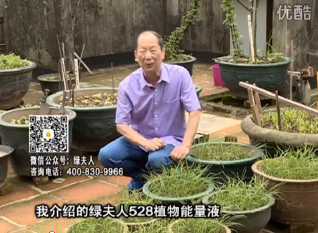 20160509珠江台摇钱树：天台种叶菜用绿夫人营养液，抗病好、长势绿
