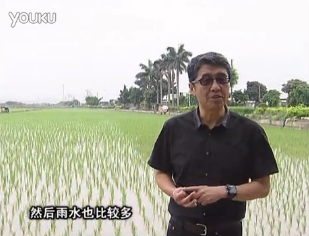 20160530珠江台摇钱树：水稻、甘蔗用微补方案，促根壮长势，提高收益