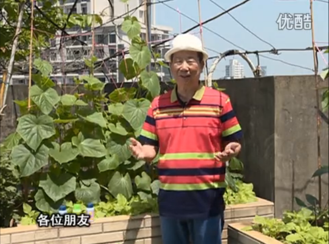 20160606珠江台摇钱树：天台节瓜想开花坐果好，用绿夫人600度鲜花液，补充营养长瓜靓