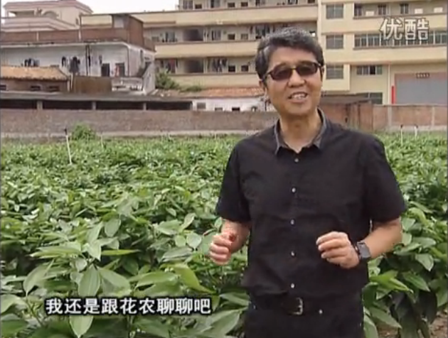 20160606珠江台摇钱树：观叶植物用微补方案，壮根提长、保叶抗病好！