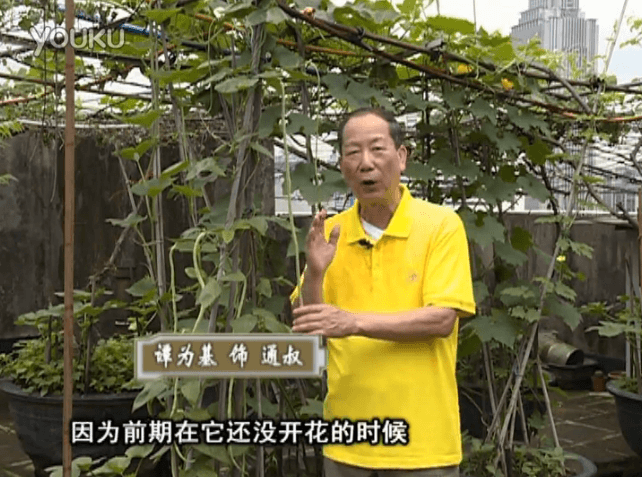 20160627珠江台摇钱树：天台豆角用绿夫人528营养液，开花好结豆期长