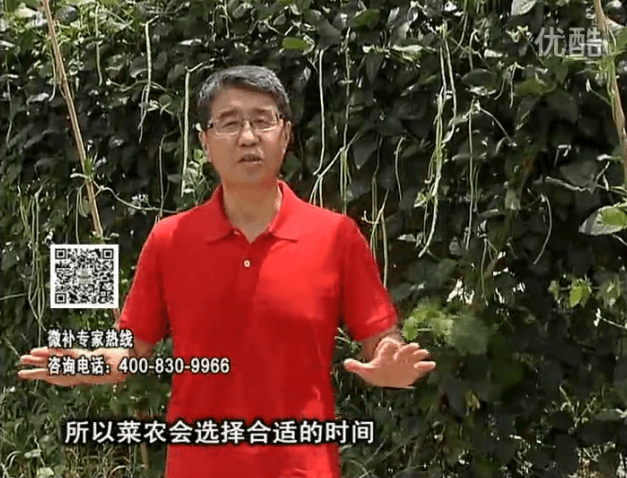 20160718珠江台摇钱树：瓜果蔬菜用微补水肥方案，结果多、有产量
