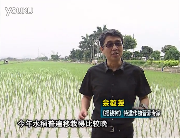 20160530珠江台摇钱树：水稻撒微补倍力、喷苗力，返青分蘖好，产量高