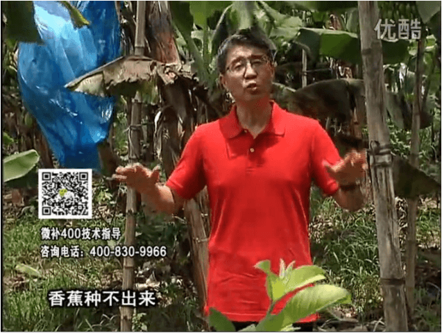 20160725珠江台摇钱树：香蕉用微补方案，调酸防黄化、膨果壮蕉好