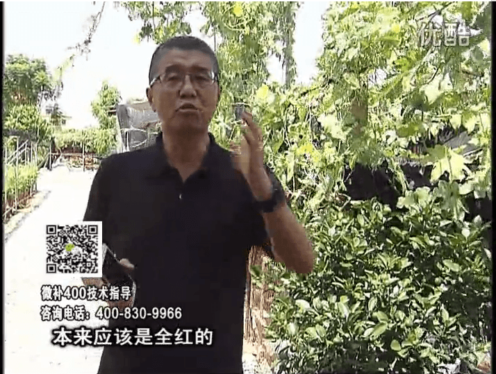 珠江台摇钱树：柑橘着色叶喷红果力，着色均匀增甜增重