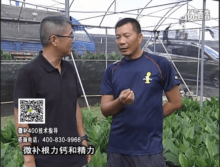 珠江台摇钱树：盆栽绿植浇施微补根力钙+精力，促根多长势青绿