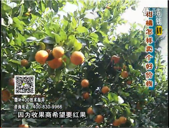 20161107珠江台摇钱树：柑橘喷施微补红果力、盖力，增甜增重卖价高