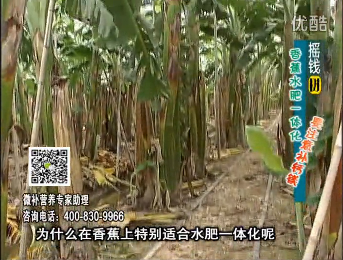 20161107珠江台摇钱树：香蕉水肥一体化，用微补方案科学施肥
