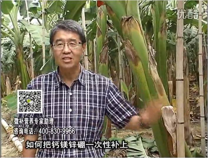 20161121珠江台摇钱树：香蕉撒施微补倍力，促根壮长、预防黄叶、提高产量