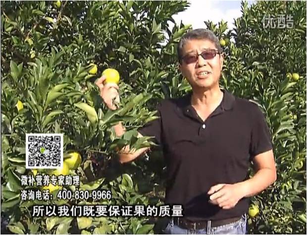 20161212珠江台摇钱树：红江橙淋微补根力钙+冲力，喷红果力，树势壮，果品质好