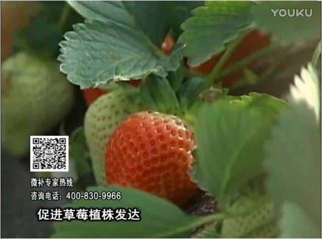 20161219珠江台摇钱树：草莓如何壮长、果大品质高？