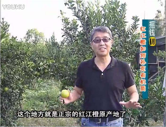 20161219珠江台摇钱树：红江橙用微补方案，裂果少、树势好