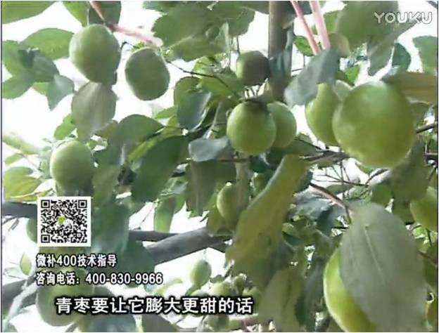 20161226珠江台摇钱树：青枣用微补方案，健壮长势，提高来花坐果