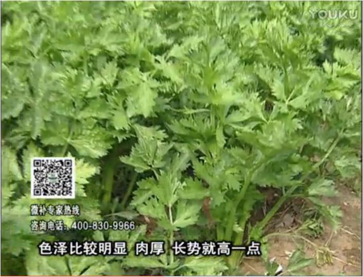 20170109珠江台摇钱树：叶菜如何种？长势好又高产！