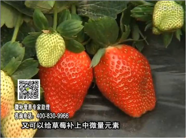 20170123珠江台摇钱树：草莓用微补方案，促根苗壮、开花坐果好