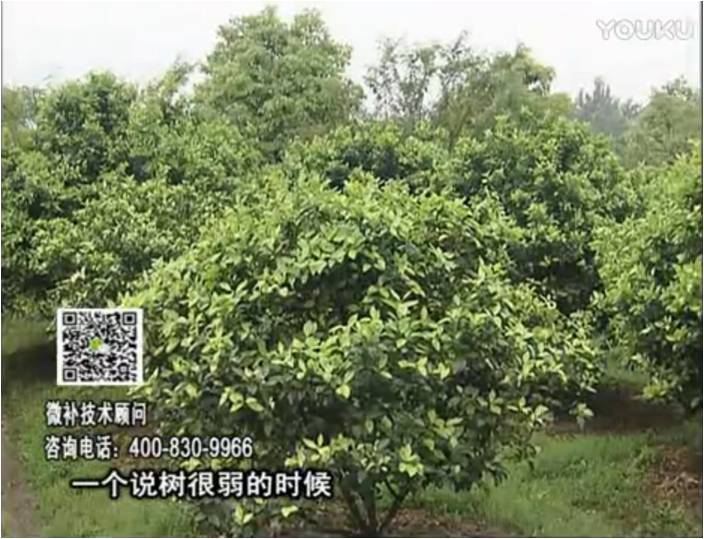 20170206珠江台摇钱树：柑橘用微补方案，壮树促花壮花好