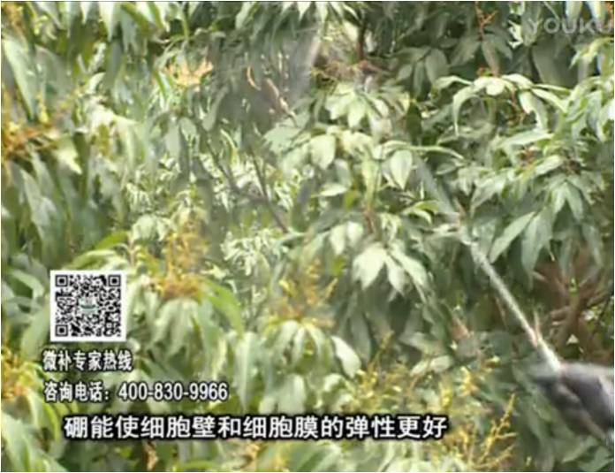 20170313珠江台摇钱树：荔枝喷微补果力+硼力，保果好