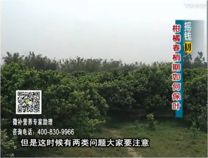 20170327珠江台摇钱树：柑橘预防春梢不转绿，撒微补倍力、淋冲力镁