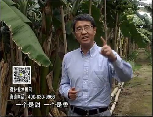 20170327珠江台摇钱树：香蕉喷施微补果力+碧力+壮力、撒微补倍力，提高品质、同时减肥提产