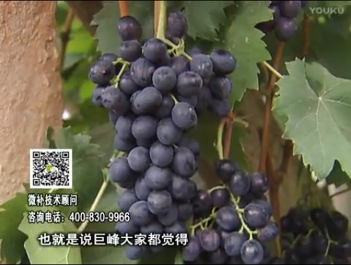 20170501珠江台摇钱树：葡萄用微补方案，品质高，卖价好