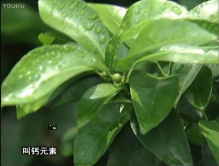 20170508珠江台摇钱树：柑橘浇施微补根力钙，补钙，促根健壮长势