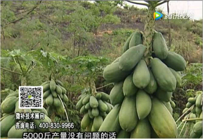 20170605珠江台摇钱树：木瓜长势好抗病增产