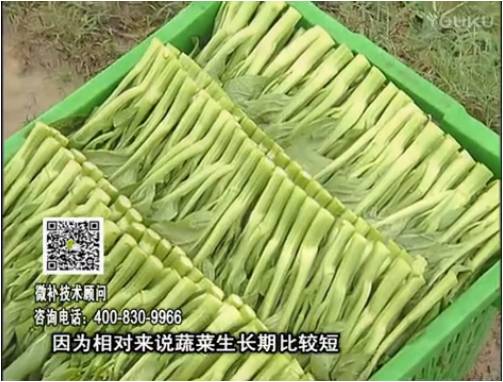 20170306珠江台摇钱树：蔬菜浇施微补根力钙+精力，提高蔬菜长势，减少病害，提高收益