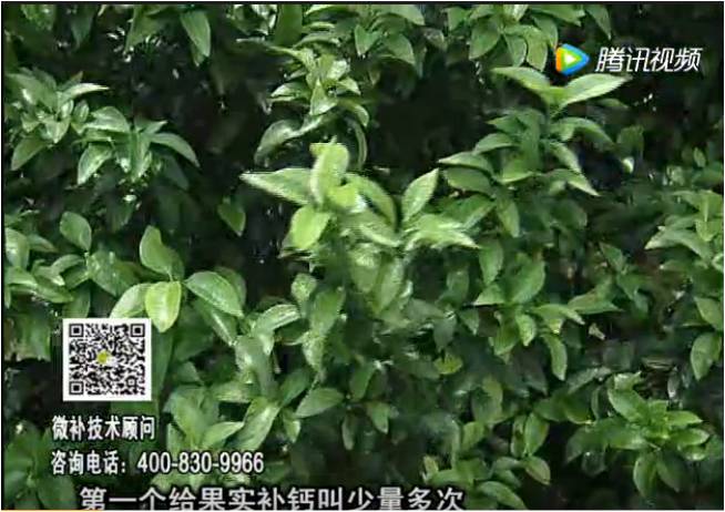 20170605珠江台摇钱树：柑橘果实补钙如何做？