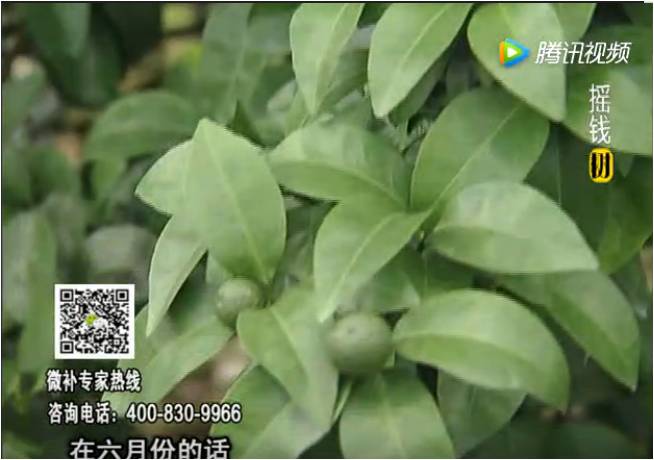 珠江台摇钱树：柑橘树如何调酸保叶？