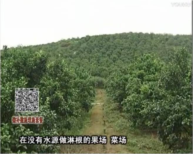 20170703珠江台摇钱树：雨水多树势弱，撒施因迪乐调酸促根壮长势