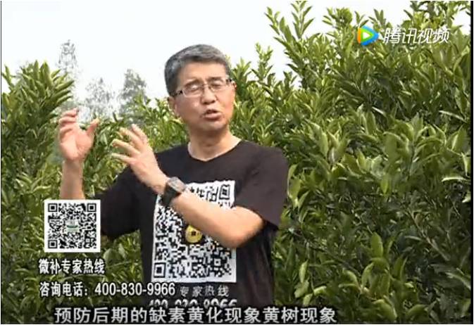 20170612珠江台摇钱树：柑橘促根减少黄化