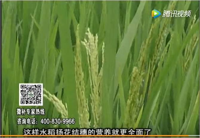 20170612珠江台摇钱树：水稻壮尾肥提高结穗率