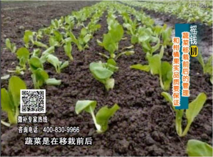20170814珠江台摇钱树：蔬菜浇施微补，调酸促根，健壮长势