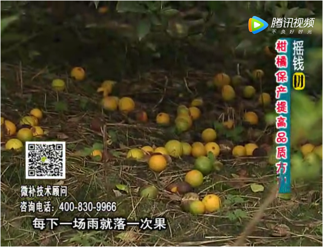 20170911珠江台摇钱树：如何预防减少柑橘落果