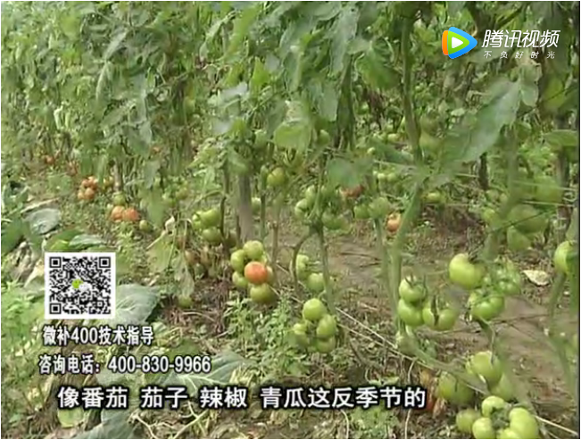 珠江台摇钱树：茄果瓜类蔬菜提高开花坐果
