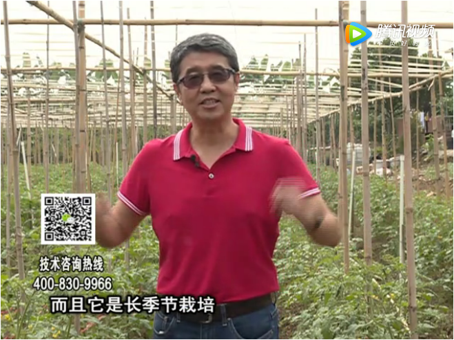 20171120珠江台摇钱树：番茄如何增产增收？