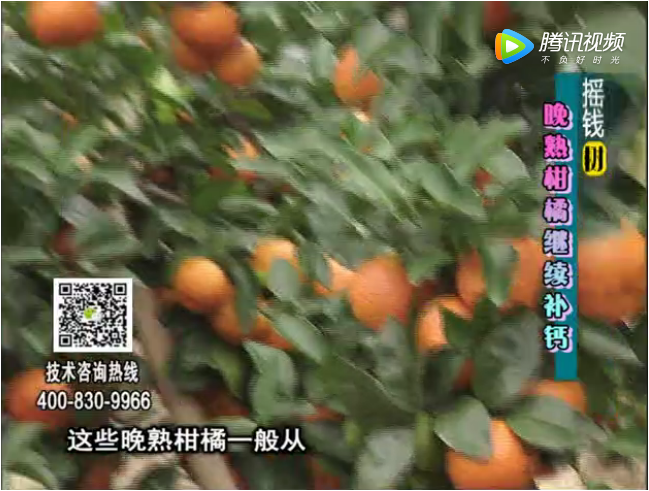 珠江台摇钱树：晚熟柑橘如何抗冻提高耐储运
