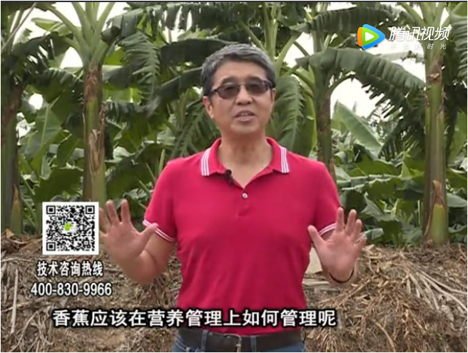 20171127珠江台摇钱树：香蕉如何减少黄叶保根壮树