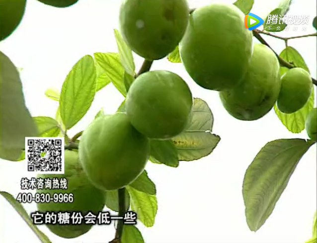 20171204珠江台摇钱树：青枣膨果增甜如何做？