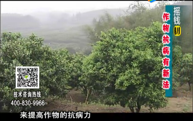 20171225珠江台摇钱树：作物如何预防减少病害发生