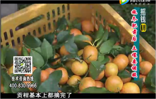 20180101珠江台摇钱树：柑橘土壤酸化怎么办？
