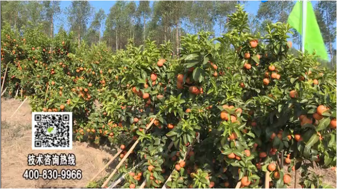 20180129珠江台摇钱树：柑橘种出品质果、采后如何管理？