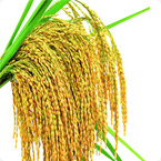 水稻小麦营养方案