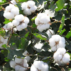 棉花营养方案