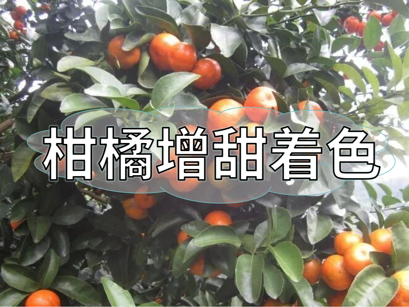 柑橘增甜和转色，到底和什么有关