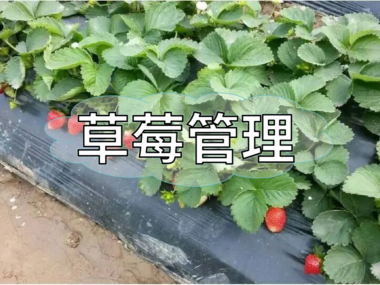 草莓这样管理种出品质果