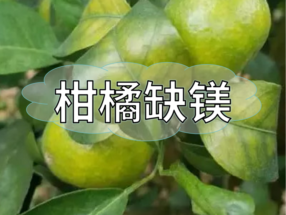 柑橘缺镁症状如何预防与补救