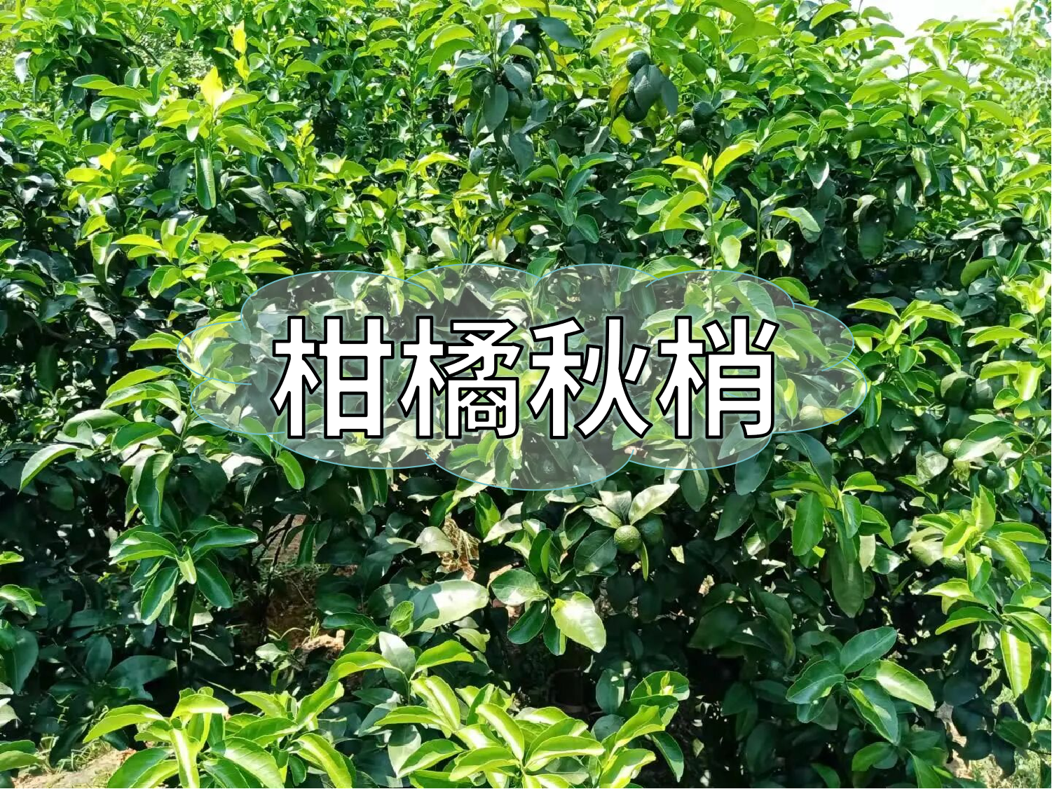 柑橘秋梢期的管理要点